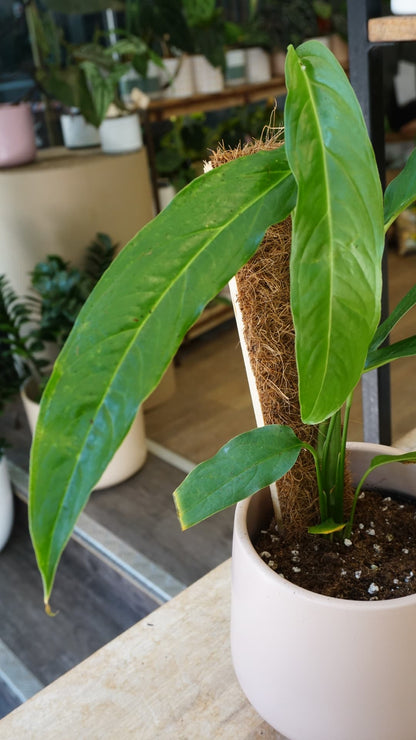 Monstera obliqua Yasuni