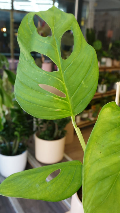 Monstera Loli