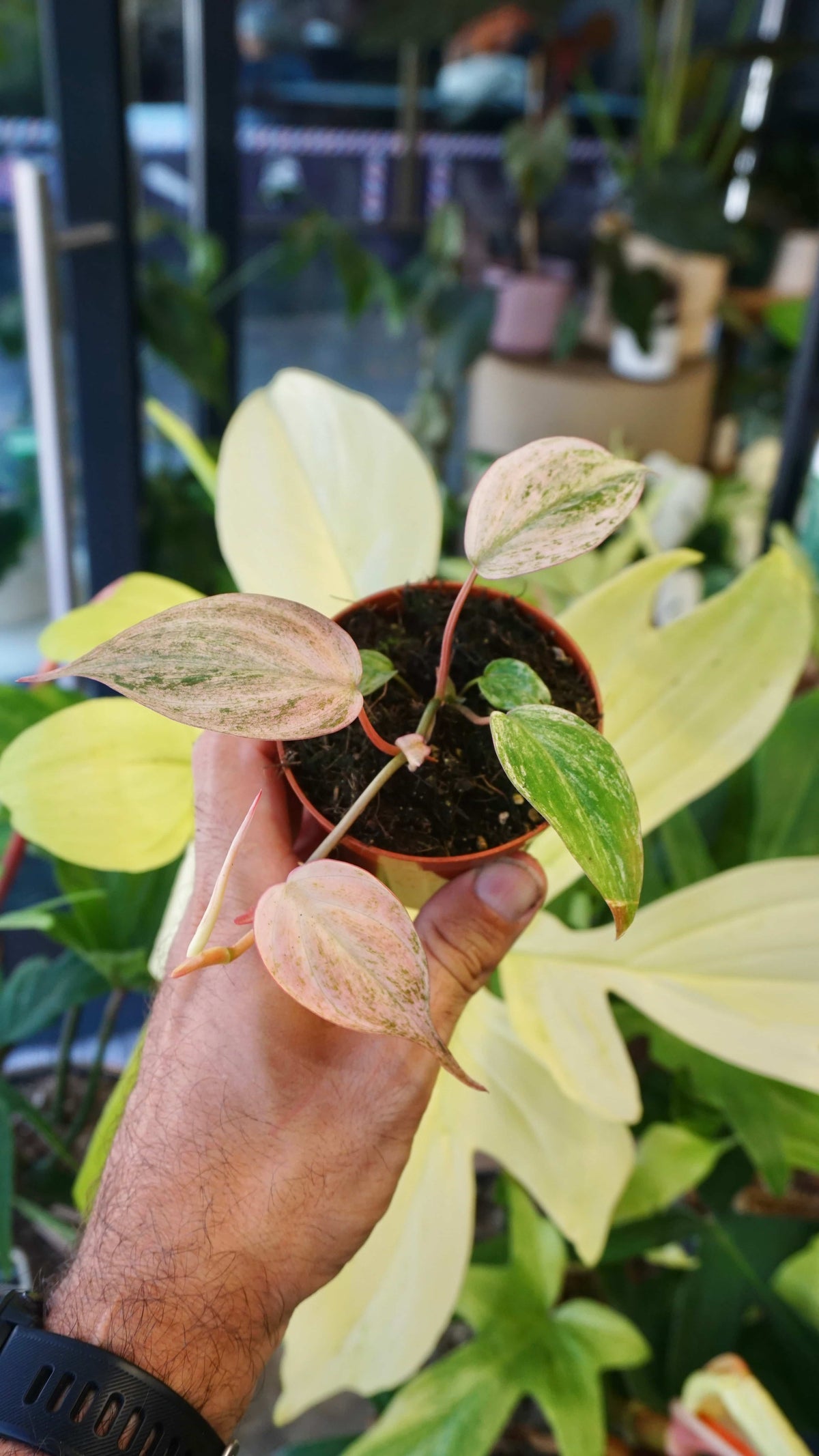 Philodendron Micans Pink Variegata studio plantes rares jungle jardinerie strasbourg rare plant shop online pflanzen