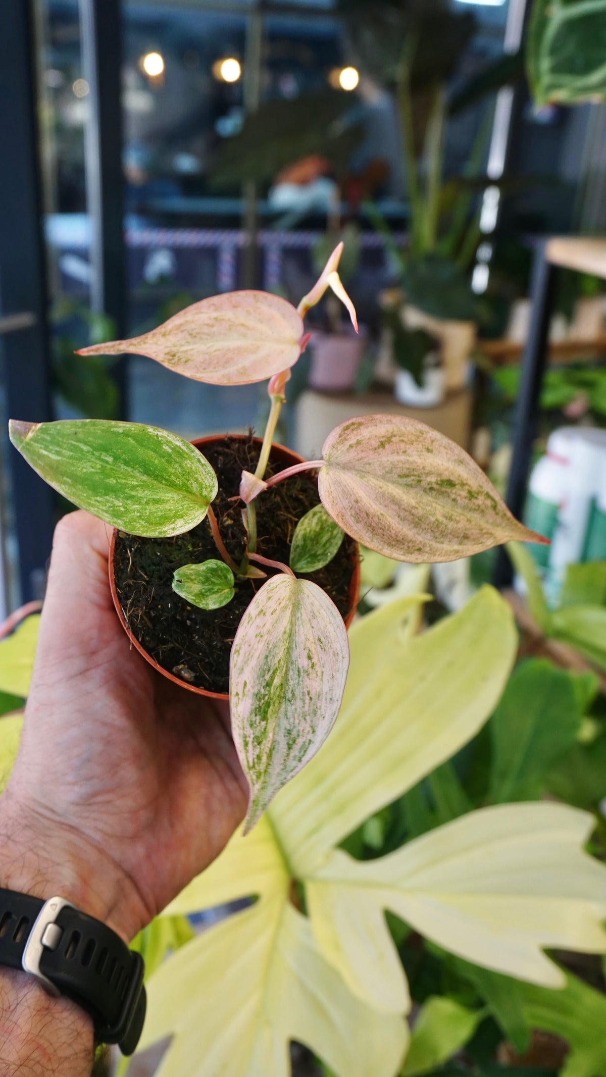 Philodendron Micans Pink Variegata studio plantes rares jungle jardinerie strasbourg rare plant shop online pflanzen