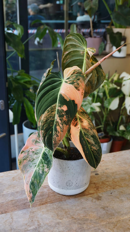 Philodendron Melanochrysum Variegata