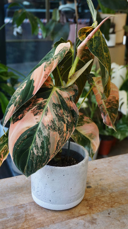 Philodendron Melanochrysum Variegata