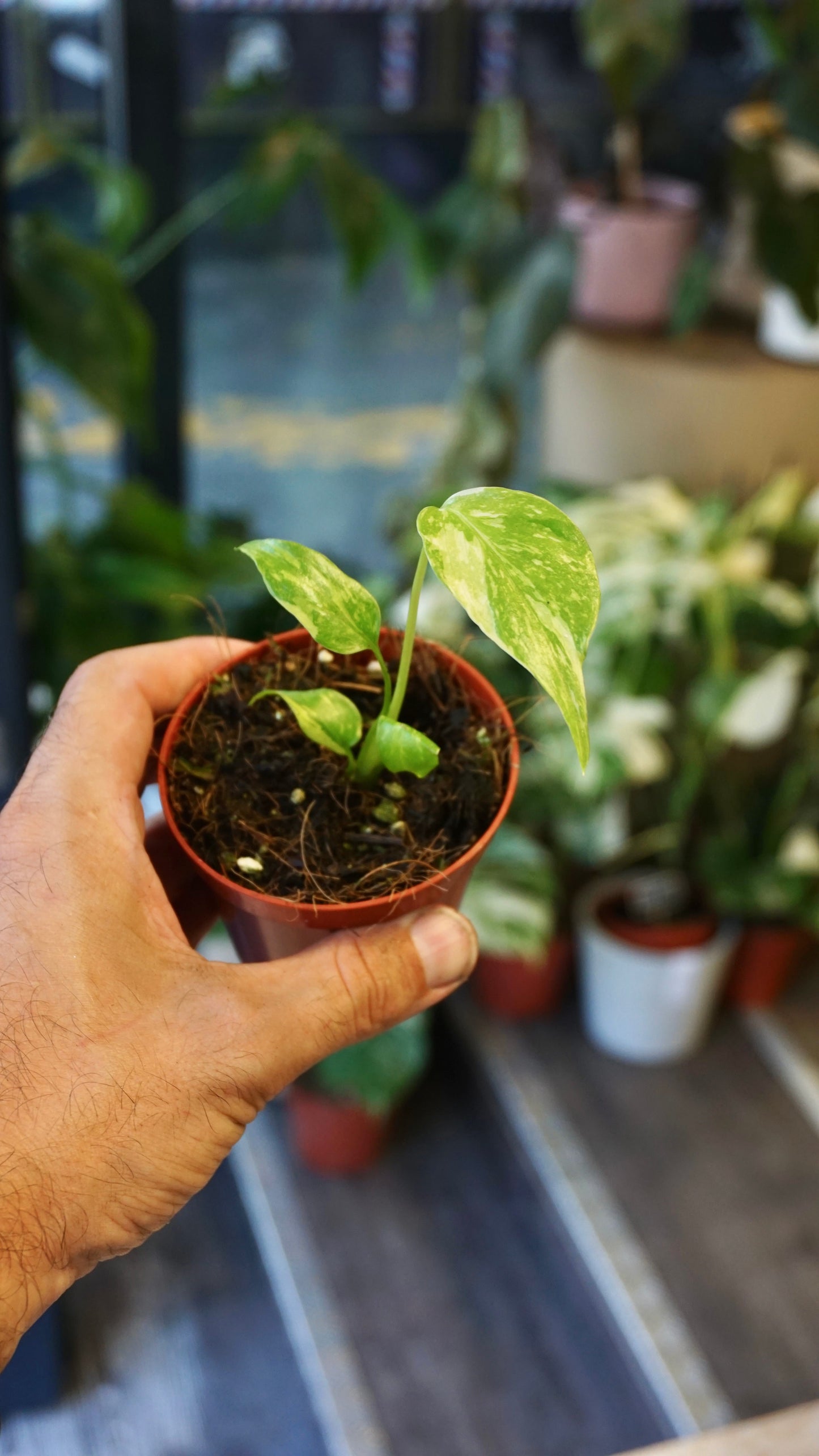 Monstera Electrolytes