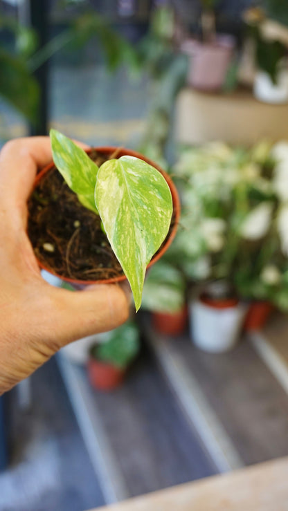 Monstera Electrolytes