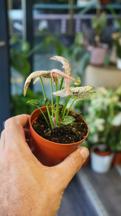 Syngonium Pink Rolli studio plantes rares jungle jardinerie strasbourg rare plant shop online pflanzen