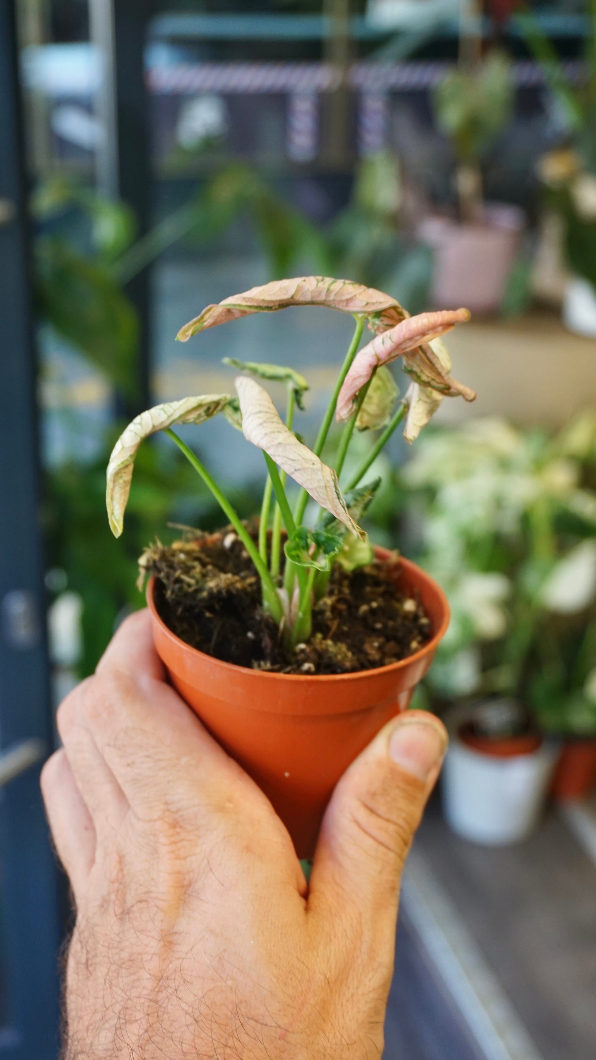 Syngonium Pink Rolli studio plantes rares jungle jardinerie strasbourg rare plant shop online pflanzen