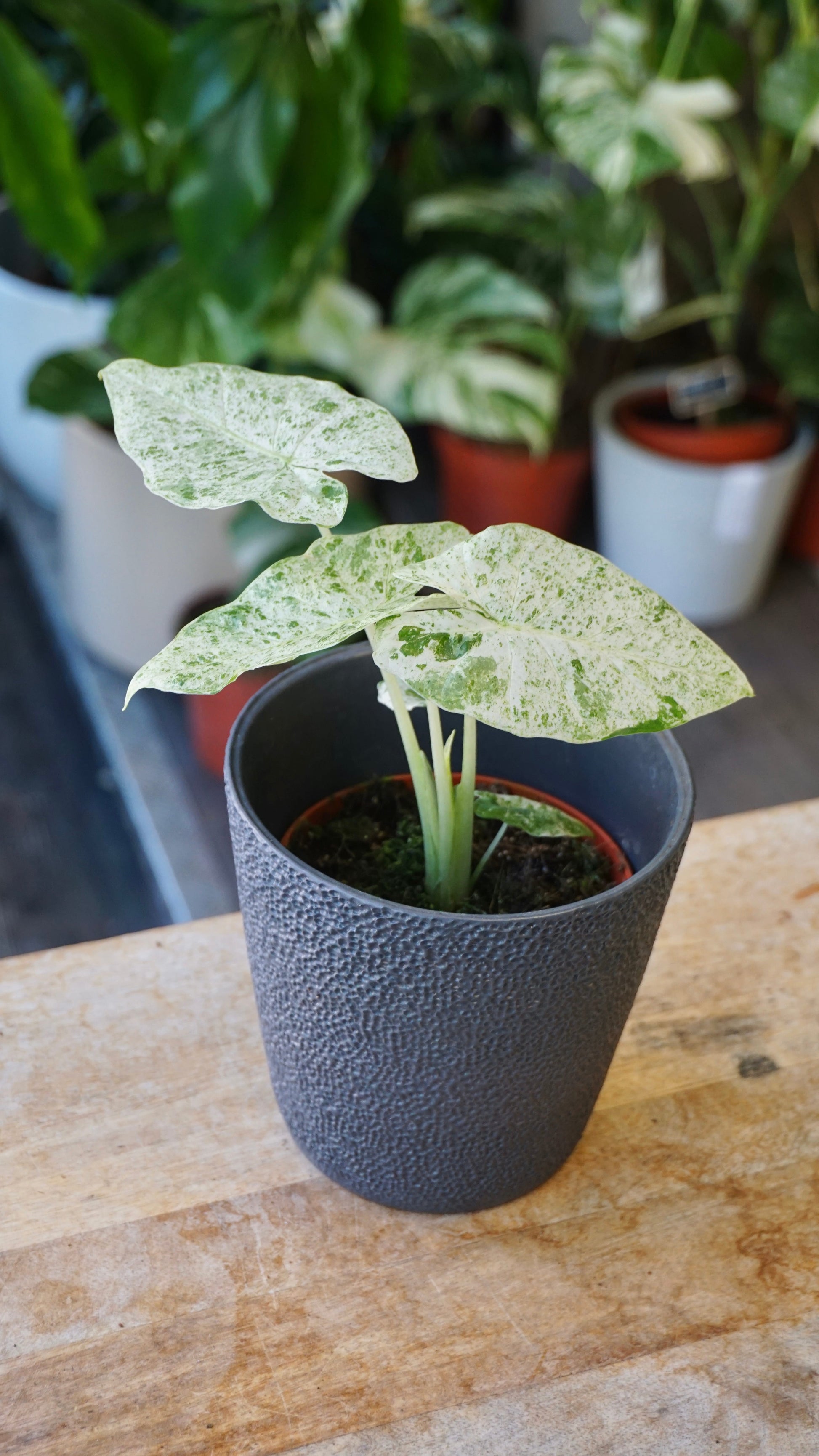 Alocasia Odora Variegata studio plantes rares jungle jardinerie strasbourg rare plant shop online pflanzen