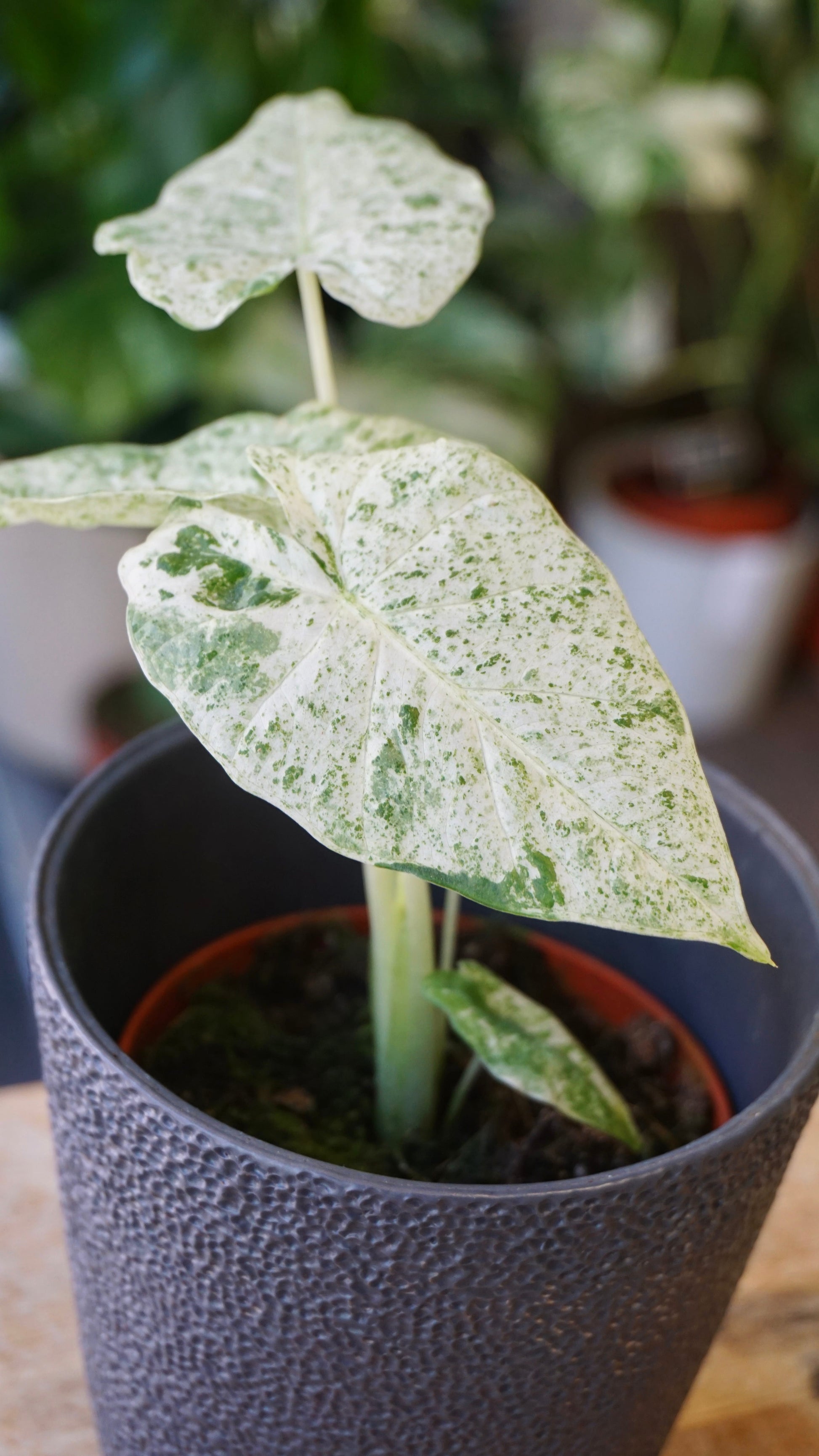 Alocasia Odora Variegata studio plantes rares jungle jardinerie strasbourg rare plant shop online pflanzen