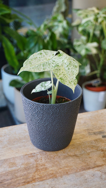 Alocasia Odora Variegata studio plantes rares jungle jardinerie strasbourg rare plant shop online pflanzen