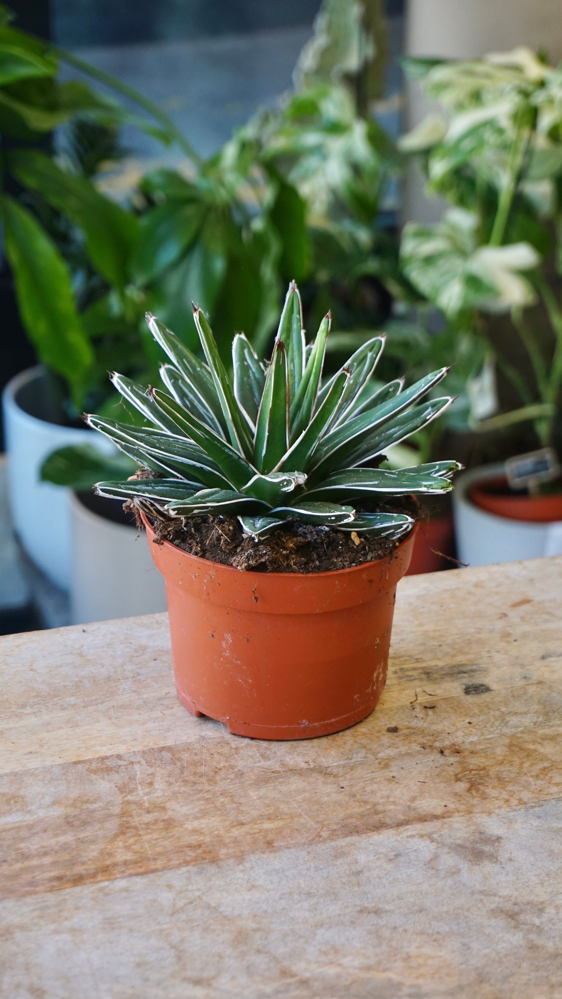 Agave Victoriae-Reginae studio plantes rares jungle jardinerie strasbourg rare plant shop online pflanzen