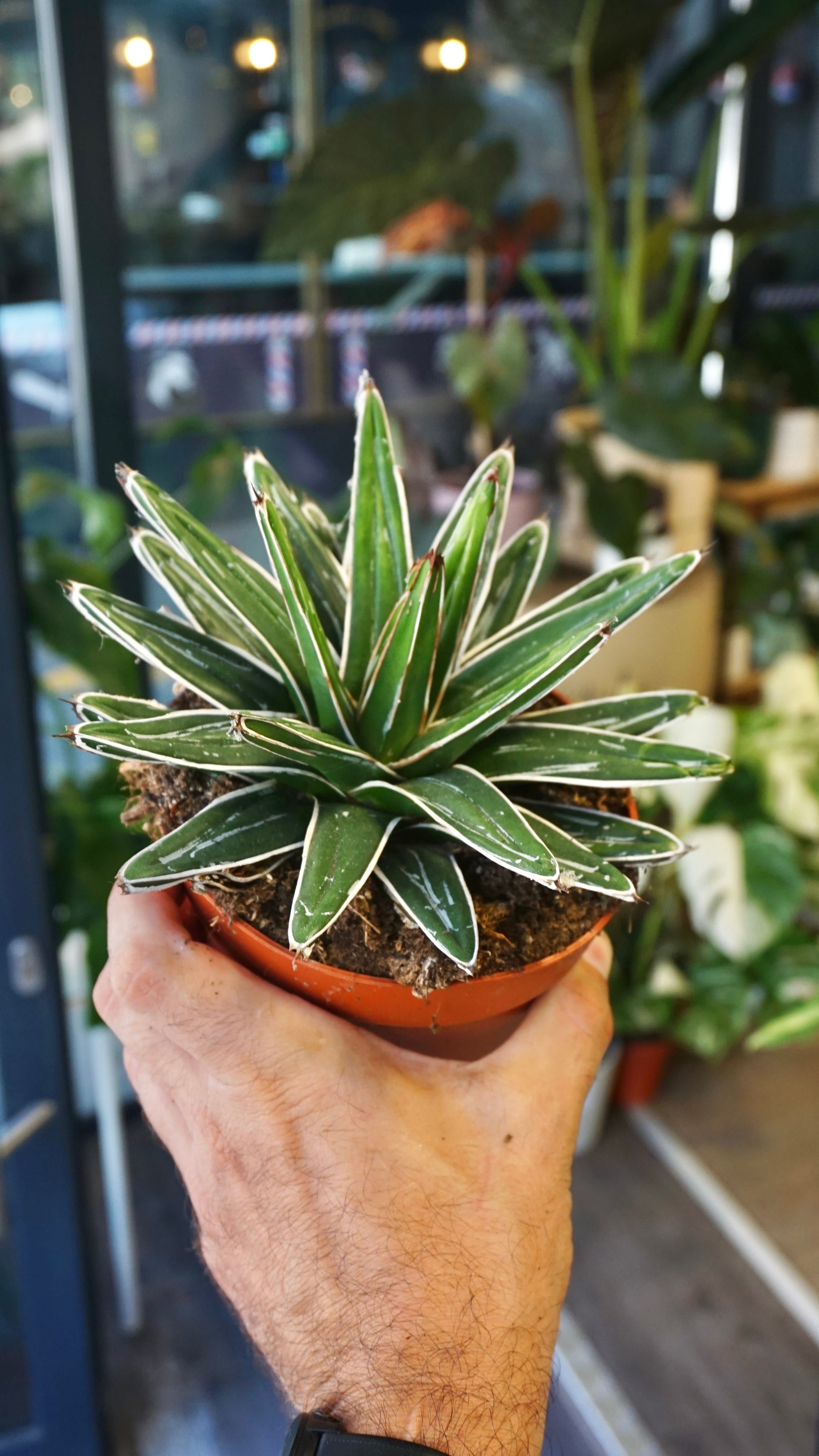 Agave Victoriae-Reginae studio plantes rares jungle jardinerie strasbourg rare plant shop online pflanzen