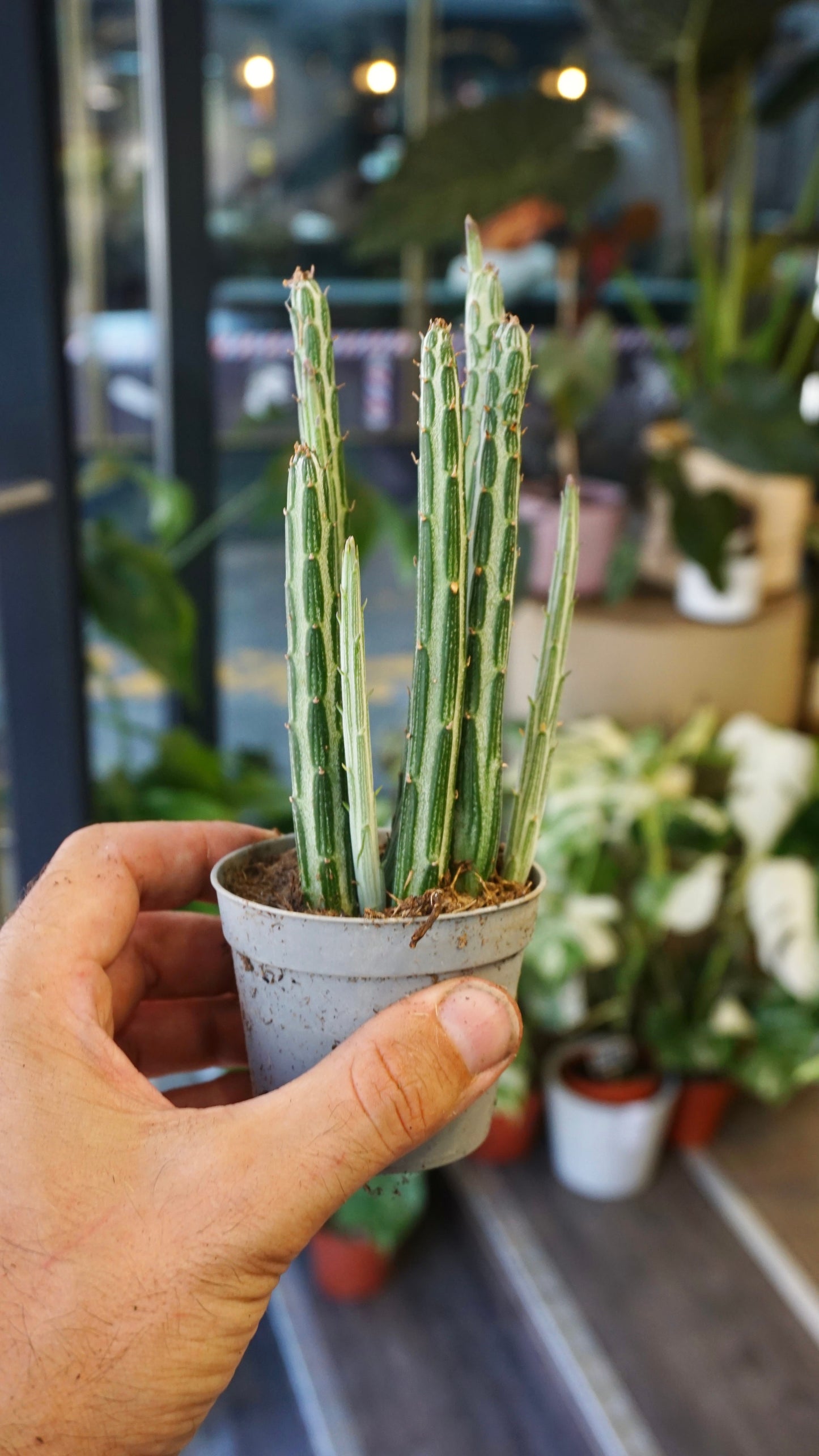 Senecio Stapeliiformis studio plantes rares jungle jardinerie strasbourg rare plant shop online pflanzen