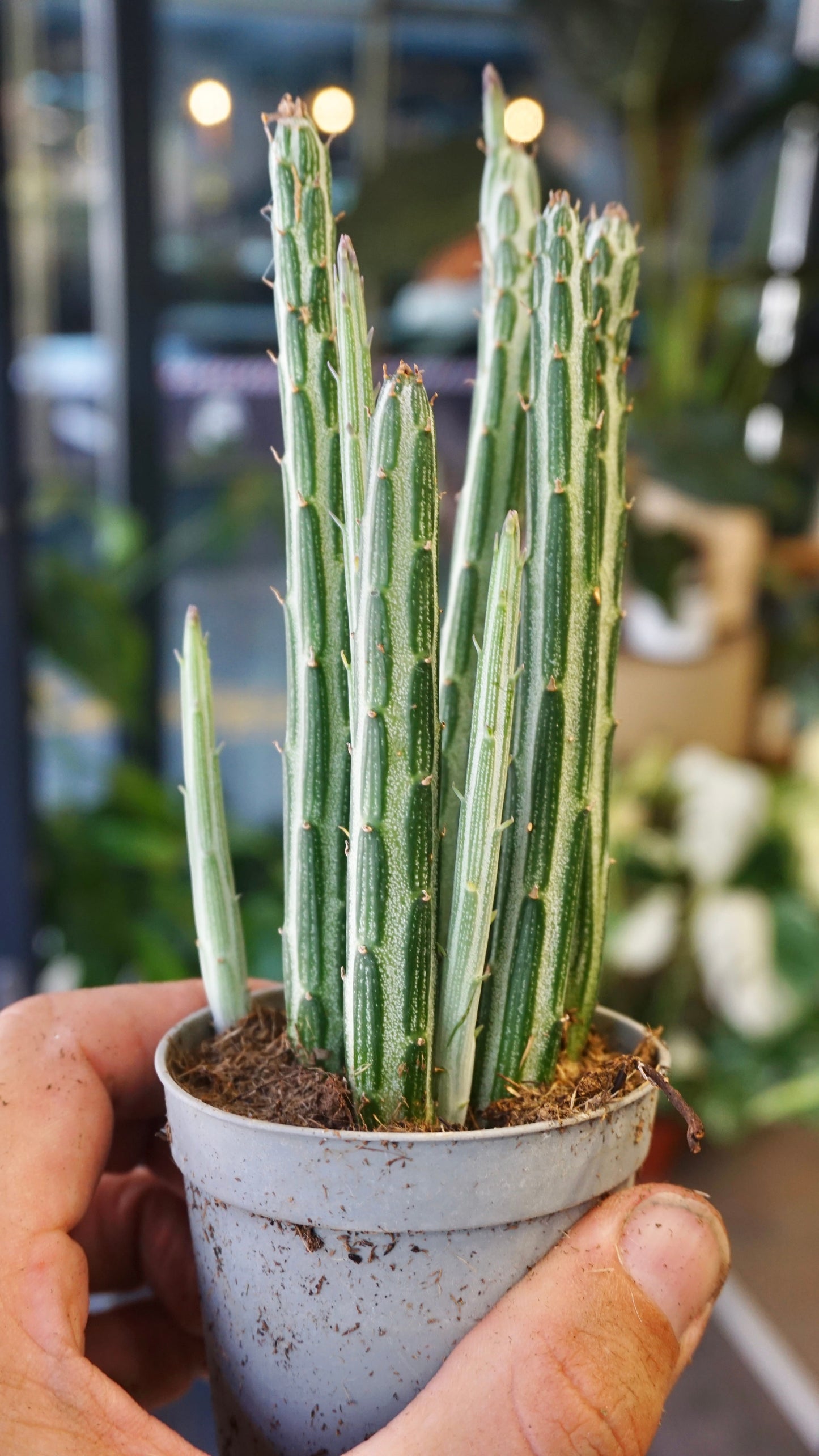 Senecio Stapeliiformis studio plantes rares jungle jardinerie strasbourg rare plant shop online pflanzen