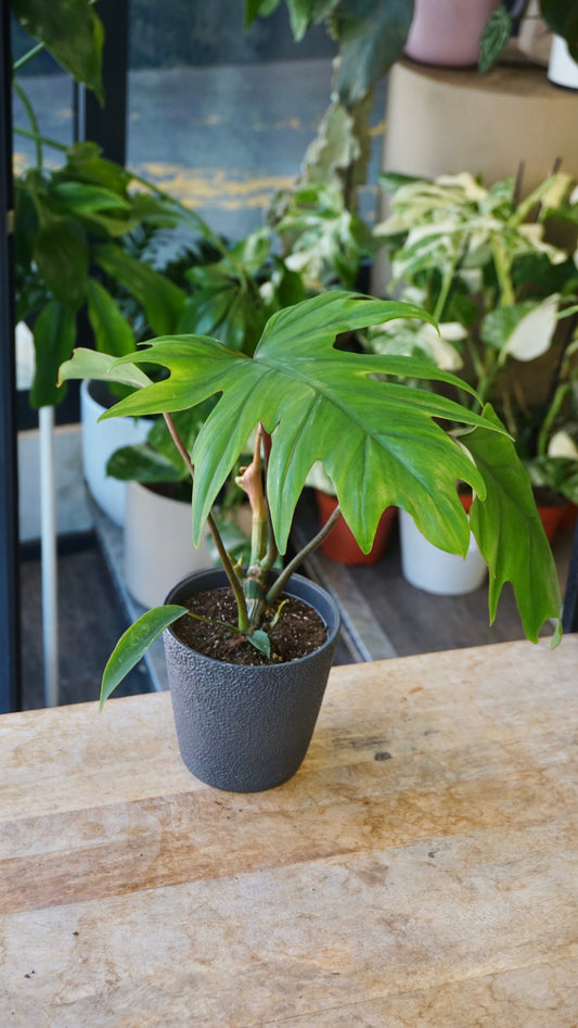 Philodendron Mayoi studio plantes rares jungle jardinerie strasbourg rare plant shop online pflanzen