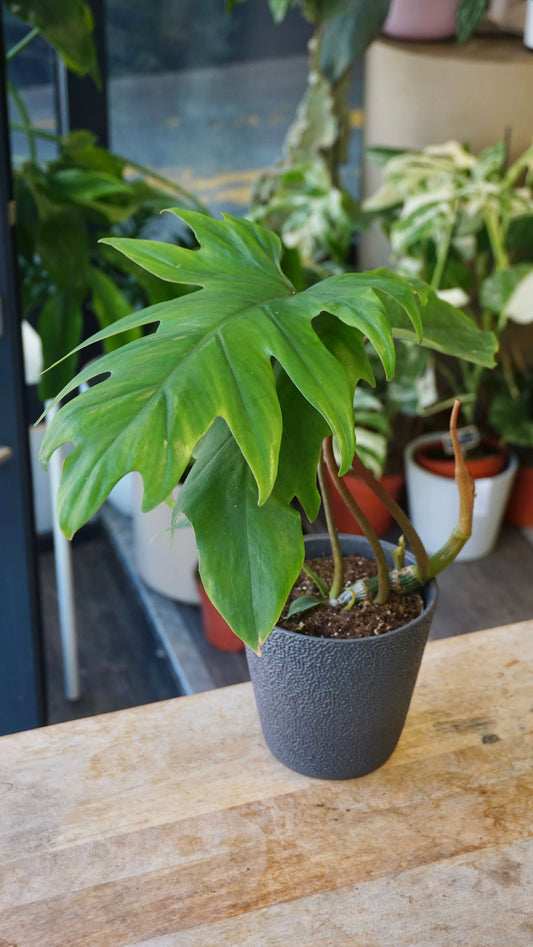 Philodendron Mayoi studio plantes rares jungle jardinerie strasbourg rare plant shop online pflanzen
