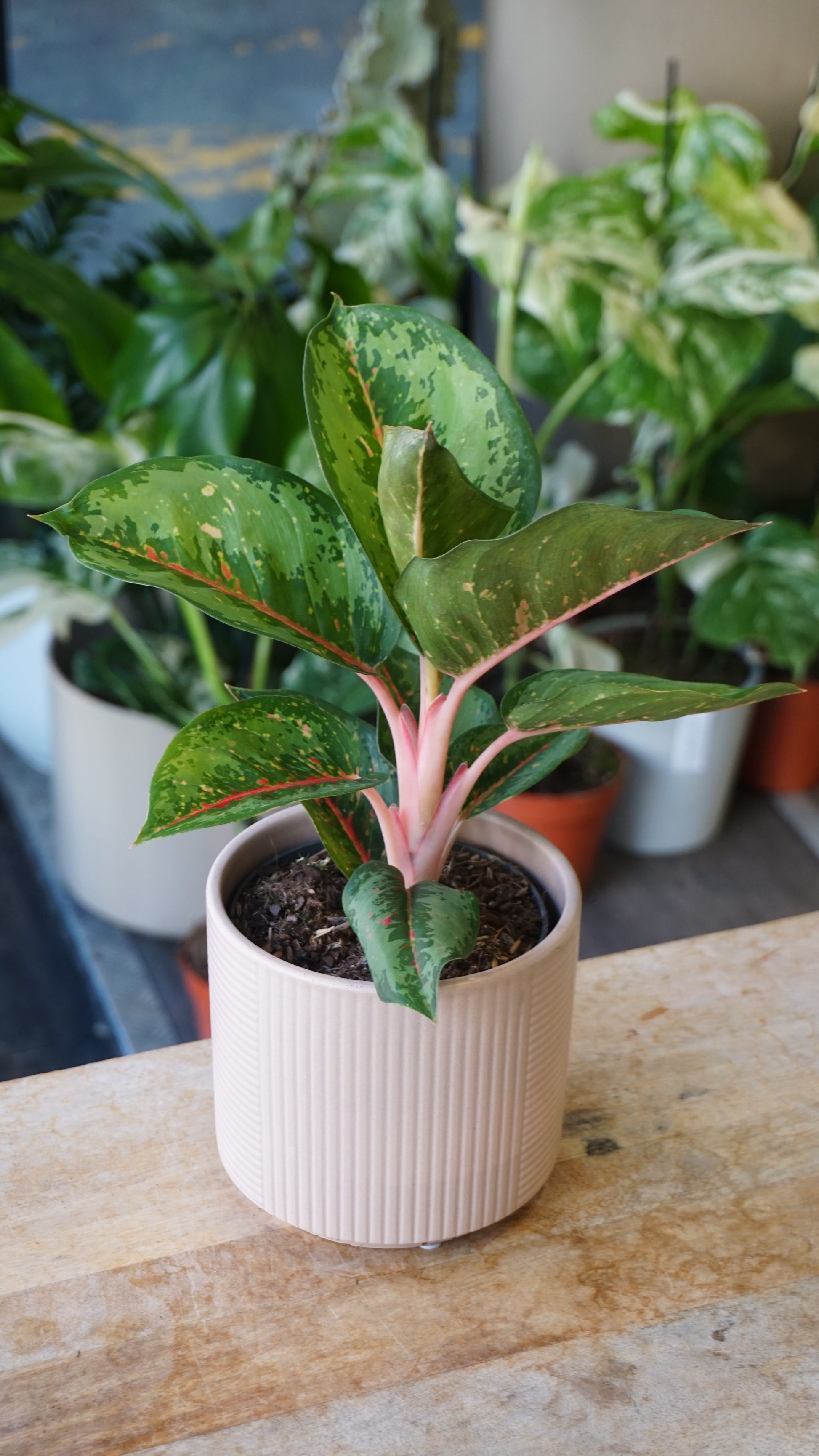 Aglaonema Camo Rubina studio plantes rares jungle jardinerie strasbourg rare plant shop online pflanzen