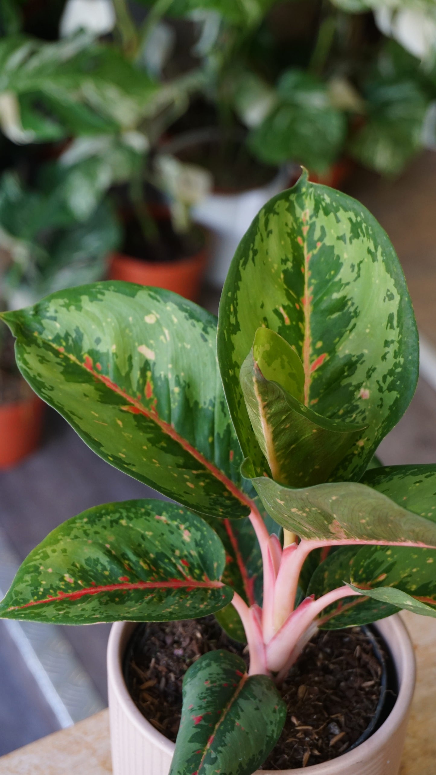 Aglaonema Camo Rubina studio plantes rares jungle jardinerie strasbourg rare plant shop online pflanzen leaf zoom
