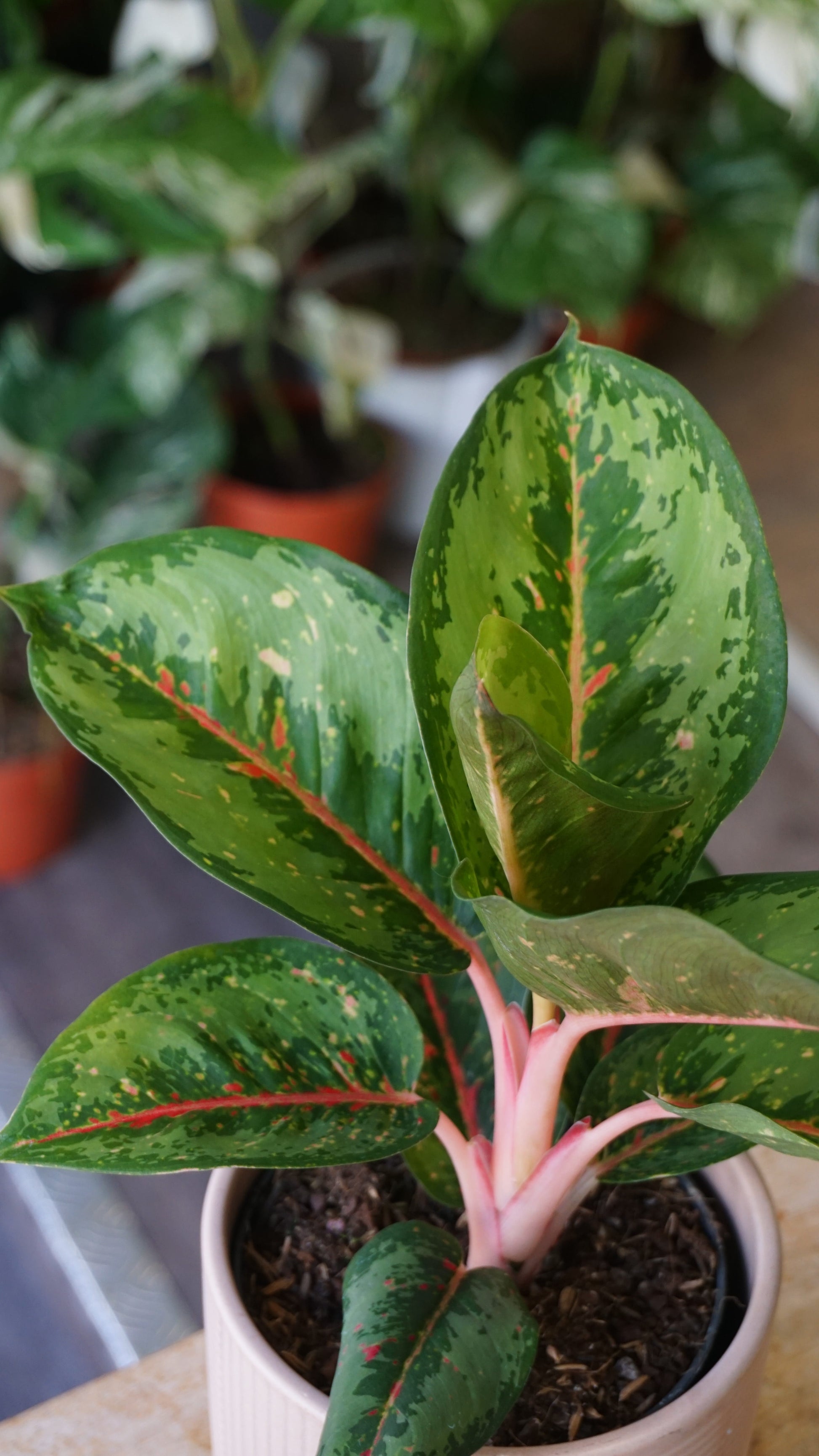 Aglaonema Camo Rubina studio plantes rares jungle jardinerie strasbourg rare plant shop online pflanzen leaf zoom
