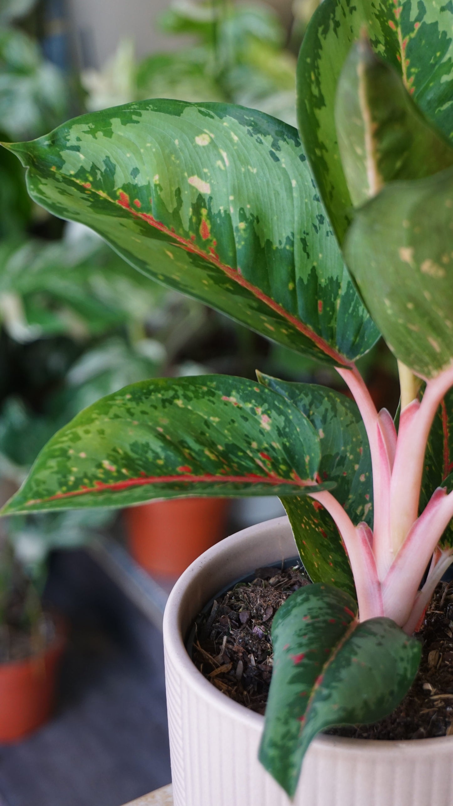 Aglaonema Camo Rubina studio plantes rares jungle jardinerie strasbourg rare plant shop online pflanzen petiole zoom
