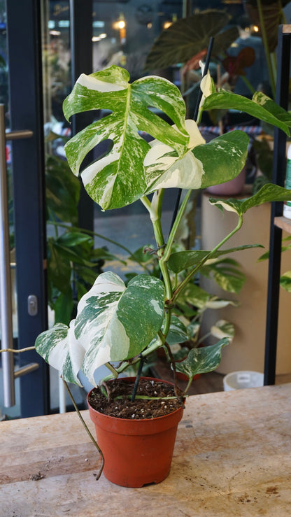 Monstera Variegata studio plantes rares jungle jardinerie strasbourg rare plant shop online pflanzen