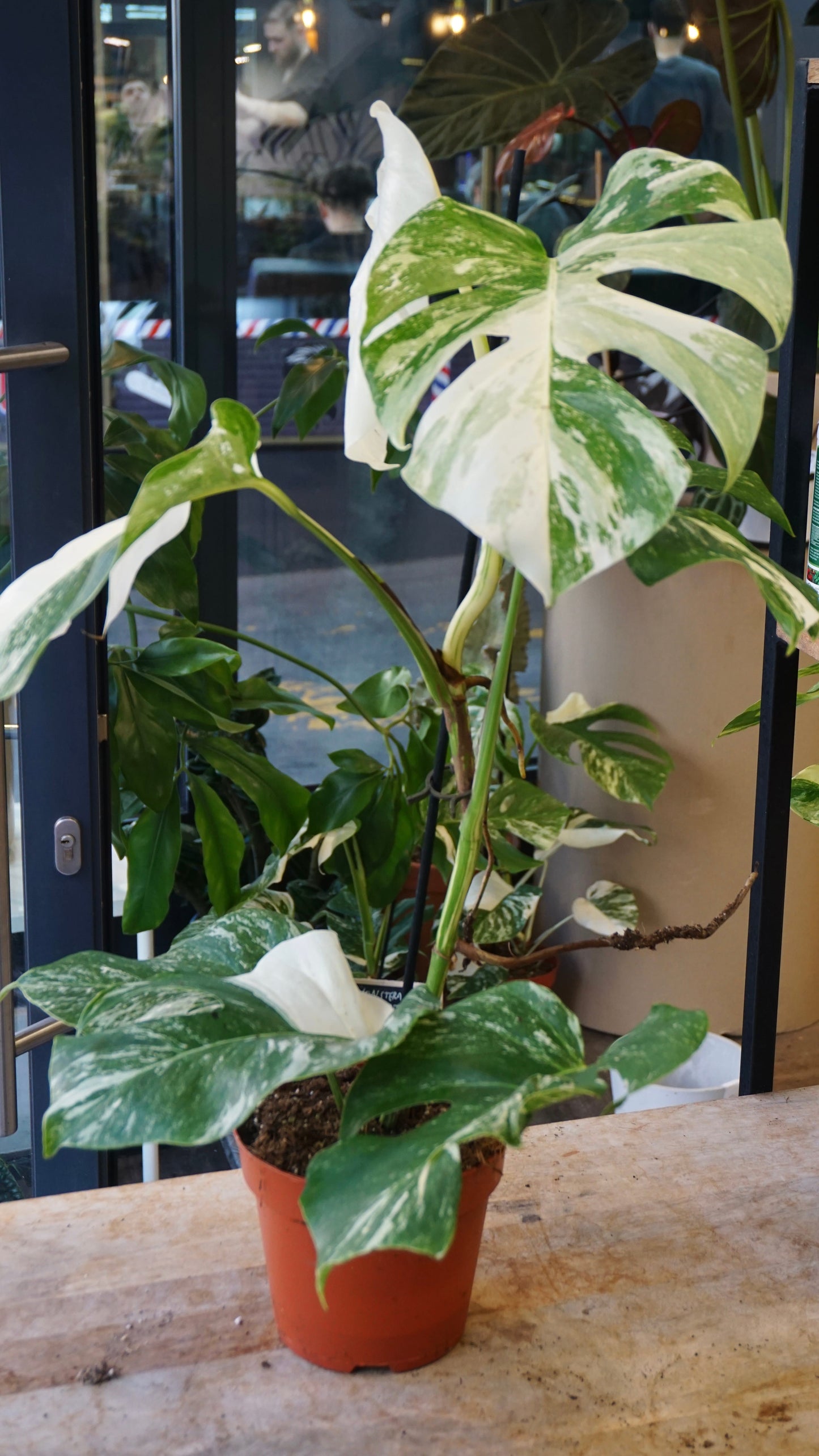 Monstera Variegata studio plantes rares jungle jardinerie strasbourg rare plant shop online pflanzen