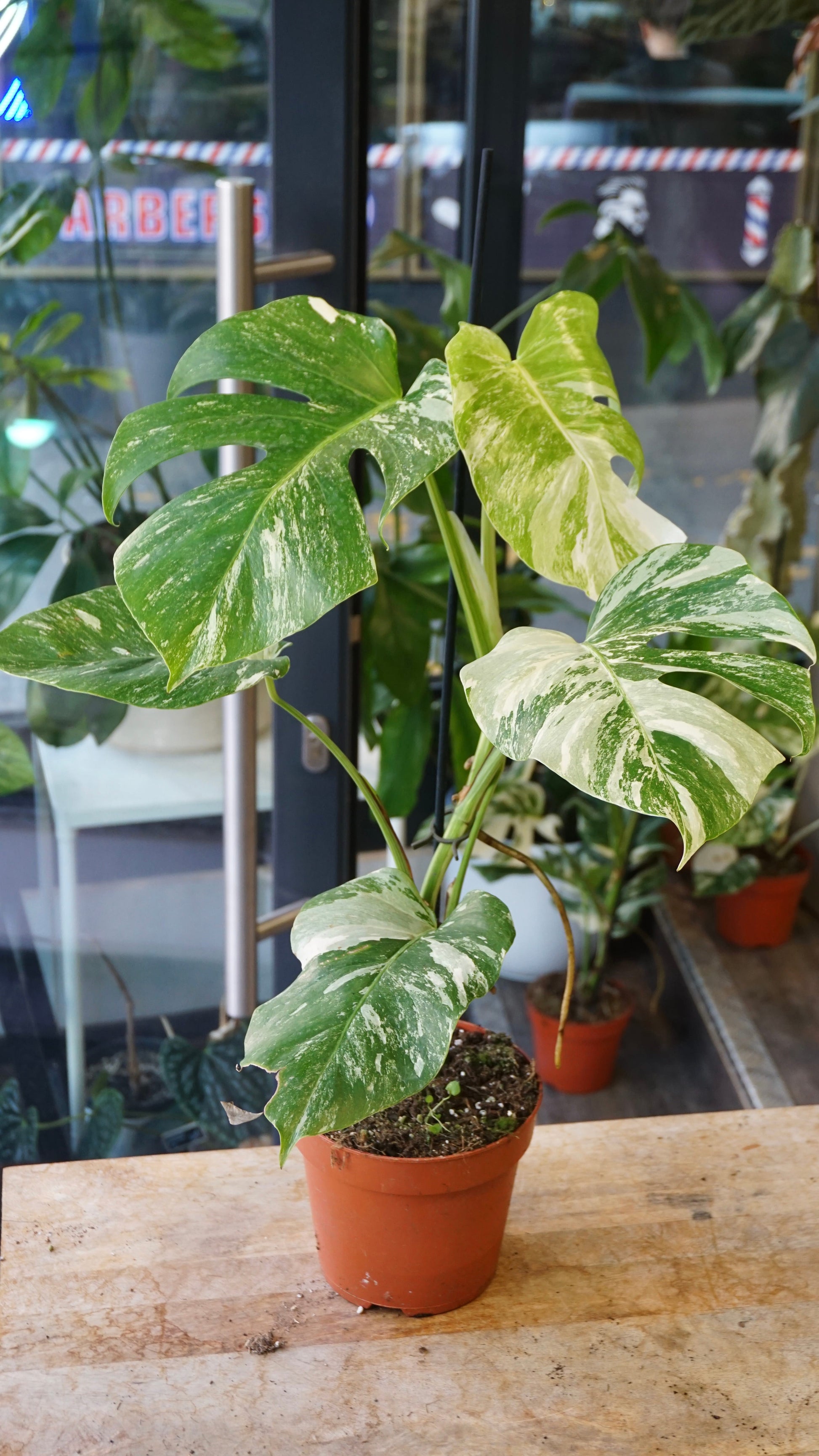 Monstera Variegata studio plantes rares jungle jardinerie strasbourg rare plant shop online pflanzen