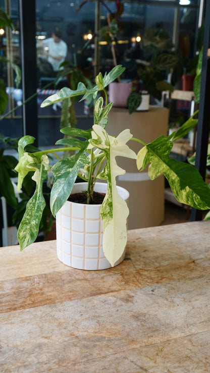 Philodendron Kitina studio plantes rares jungle jardinerie strasbourg rare plant shop online pflanzen