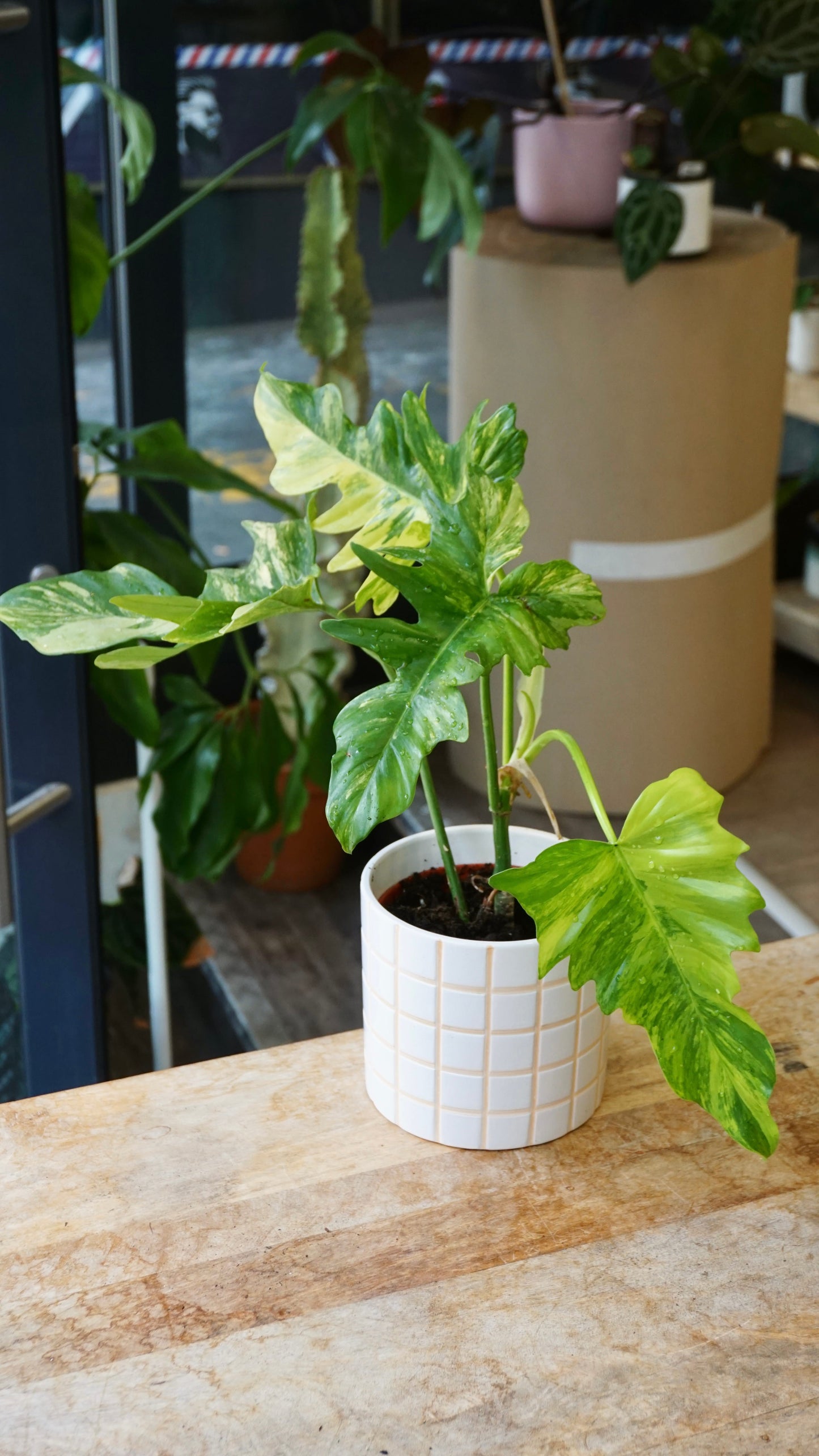 Philodendron Florida beauty x Mayoi studio plantes rares jungle jardinerie strasbourg rare plant shop online pflanzen