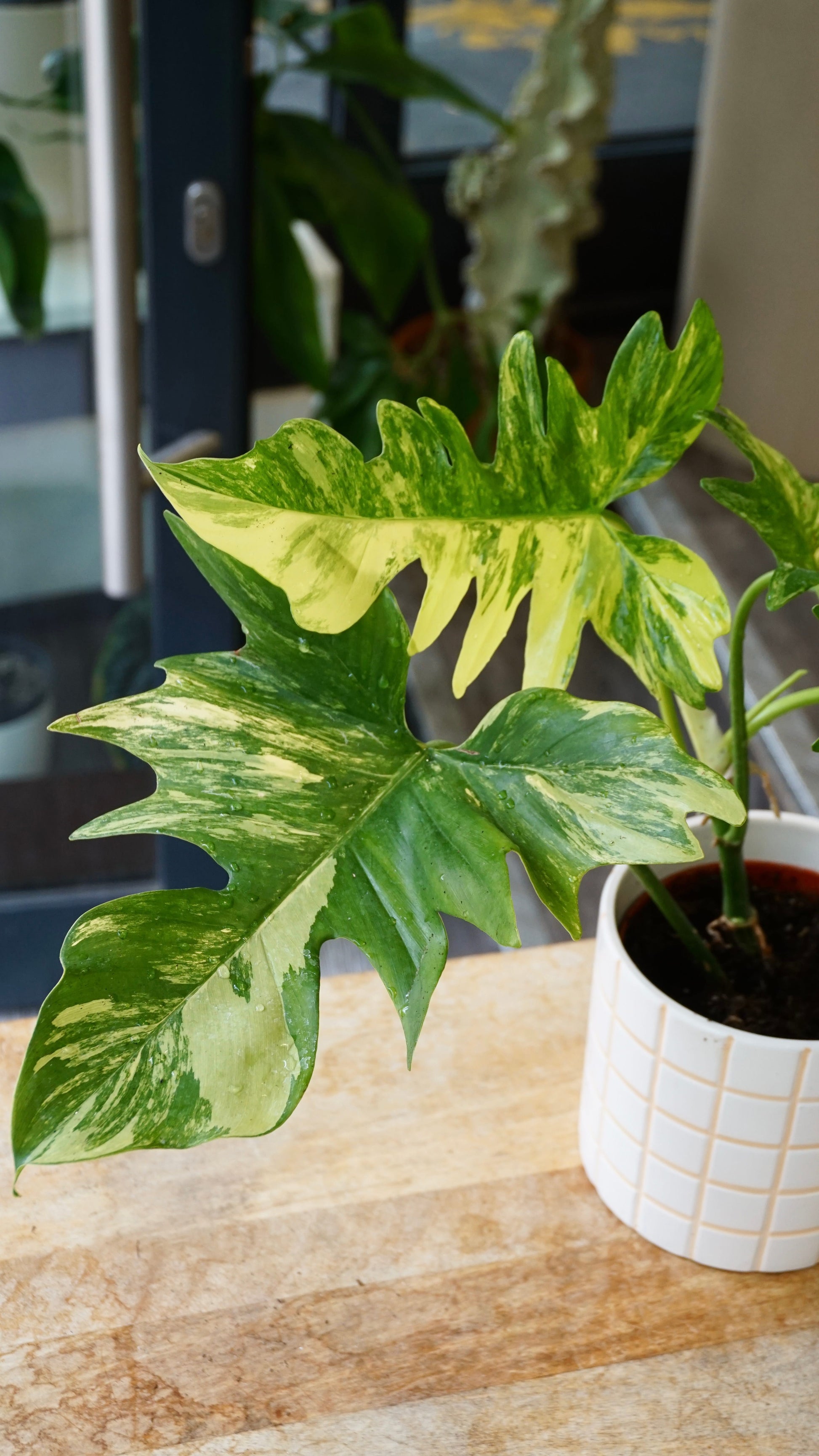 Philodendron Florida beauty x Mayoi studio plantes rares jungle jardinerie strasbourg rare plant shop online pflanzen