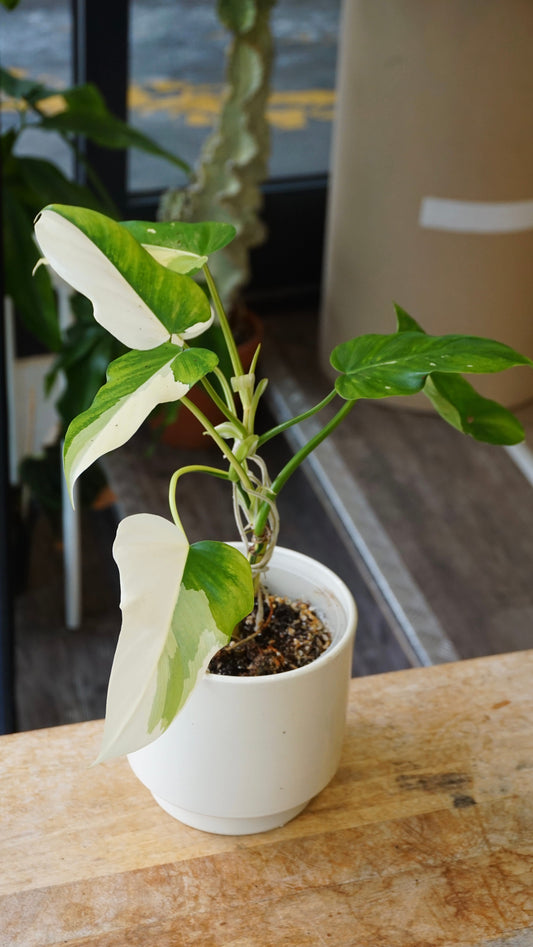 Philodendron Golden Dragon Variegata studio plantes rares jungle jardinerie strasbourg rare plant shop online pflanzen