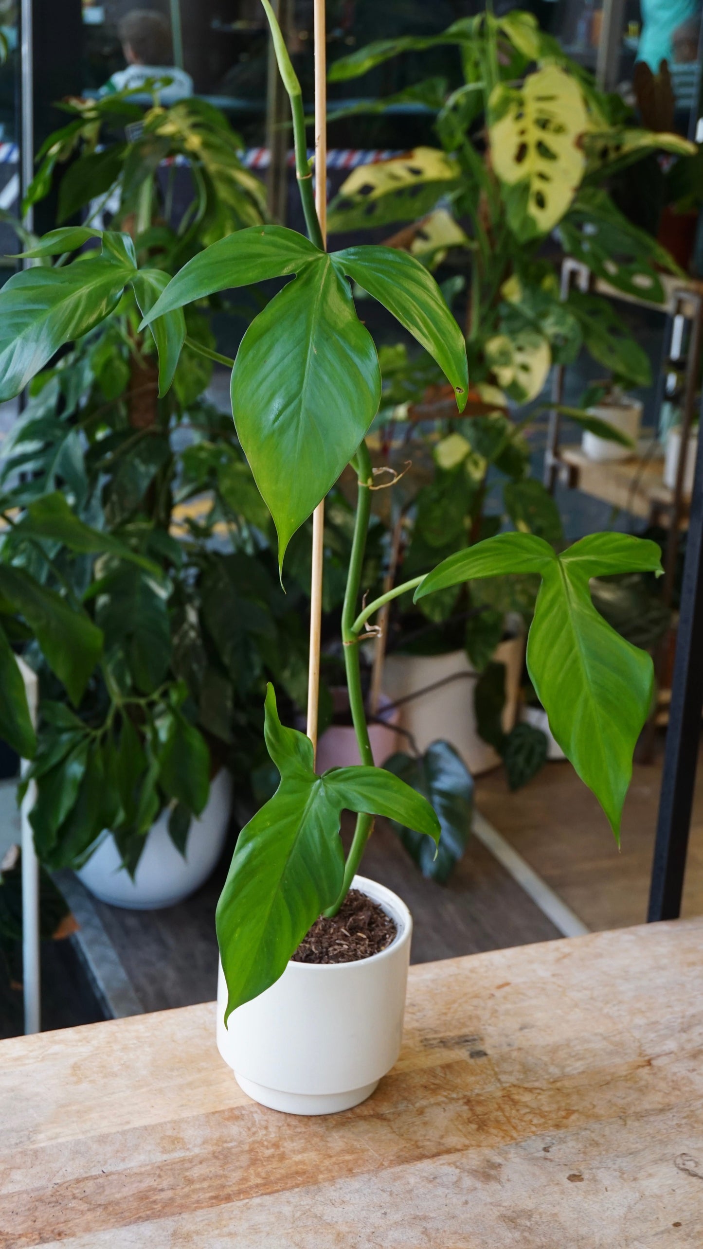 Philodendron Camposportoanum studio plantes rares jungle jardinerie strasbourg rare plant shop online pflanzen