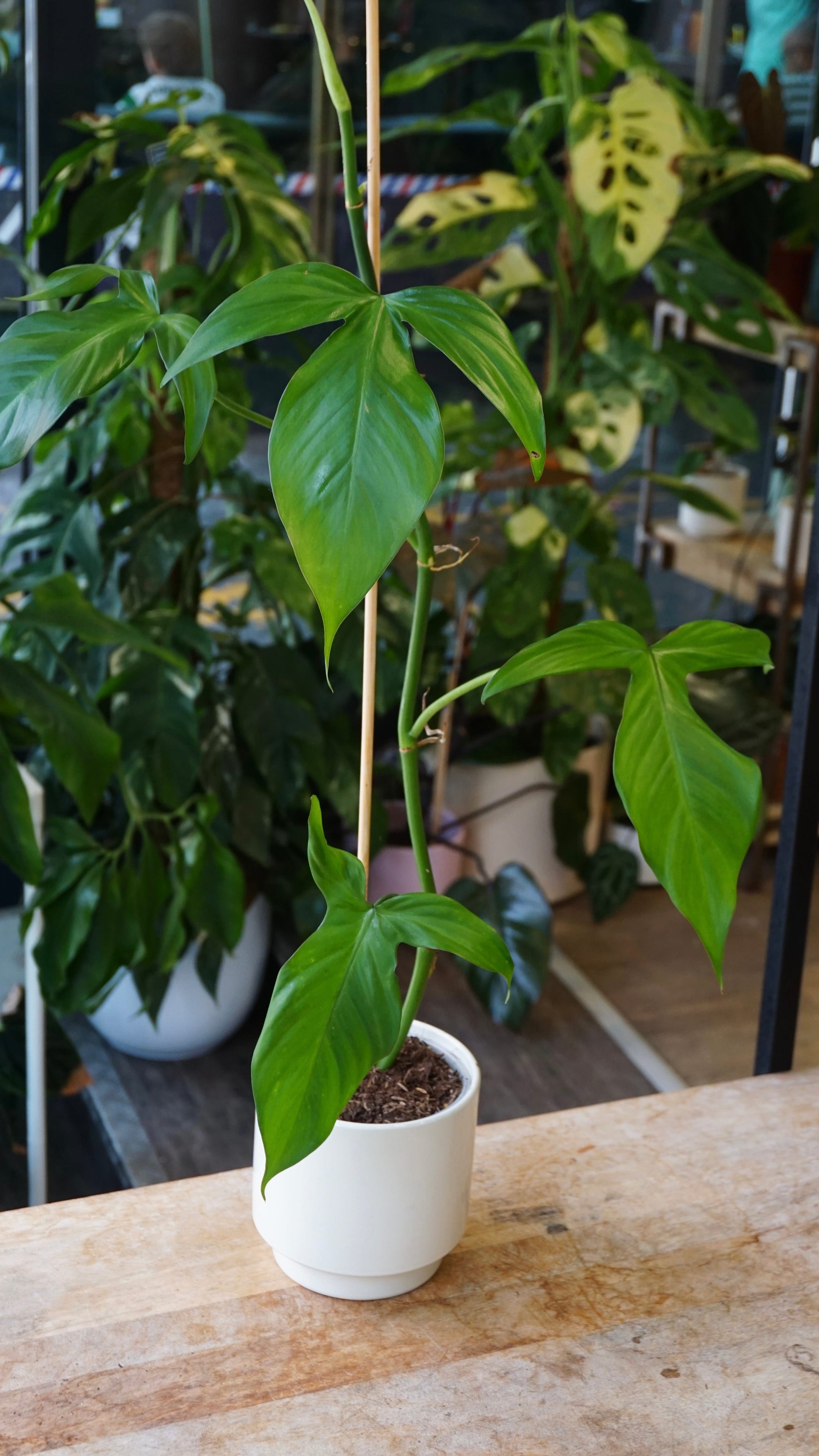 Philodendron Camposportoanum studio plantes rares jungle jardinerie strasbourg rare plant shop online pflanzen