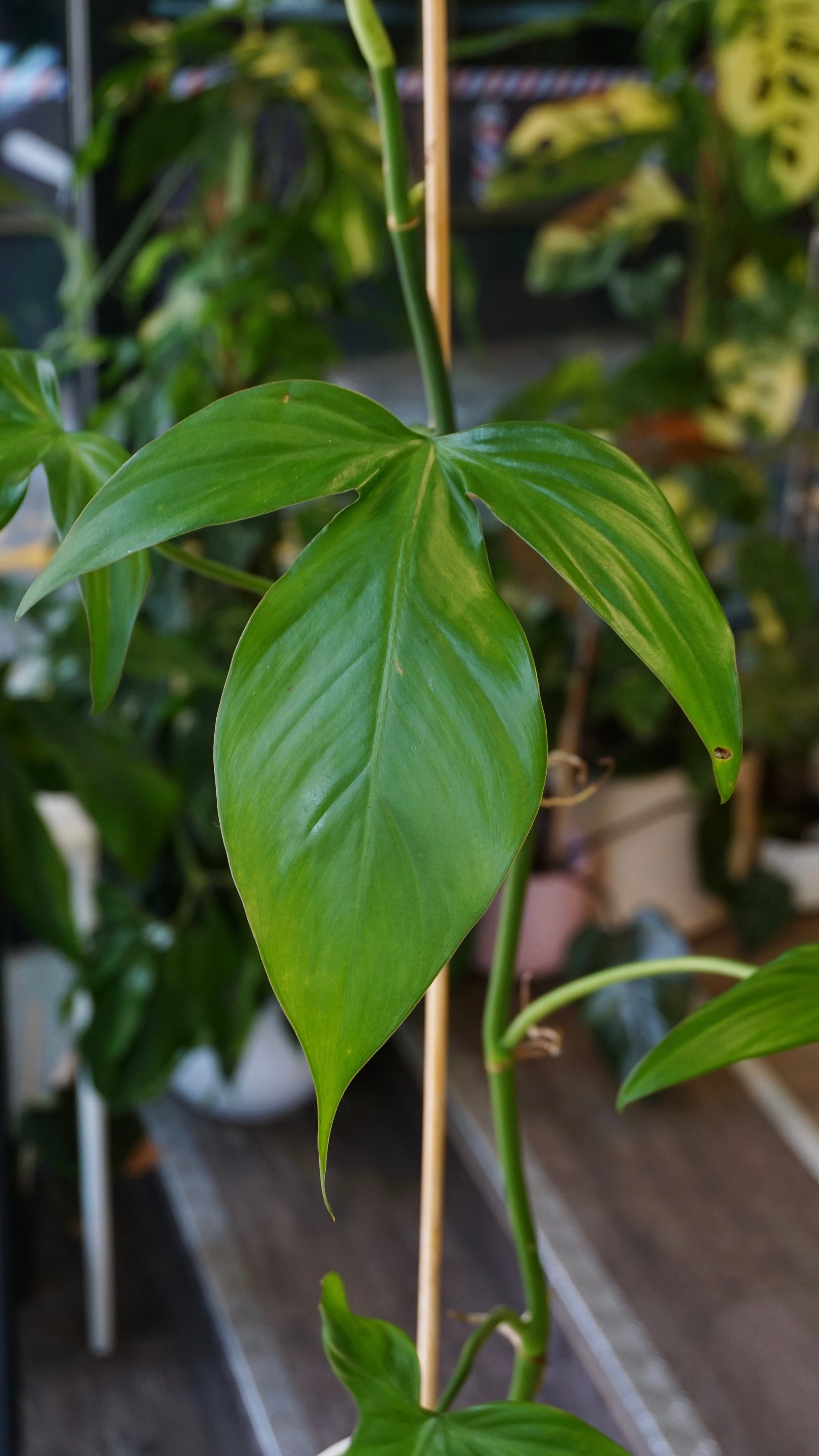 Philodendron Camposportoanum studio plantes rares jungle jardinerie strasbourg rare plant shop online pflanzen