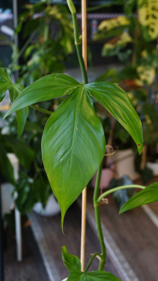 Philodendron Camposportoanum studio plantes rares jungle jardinerie strasbourg rare plant shop online pflanzen