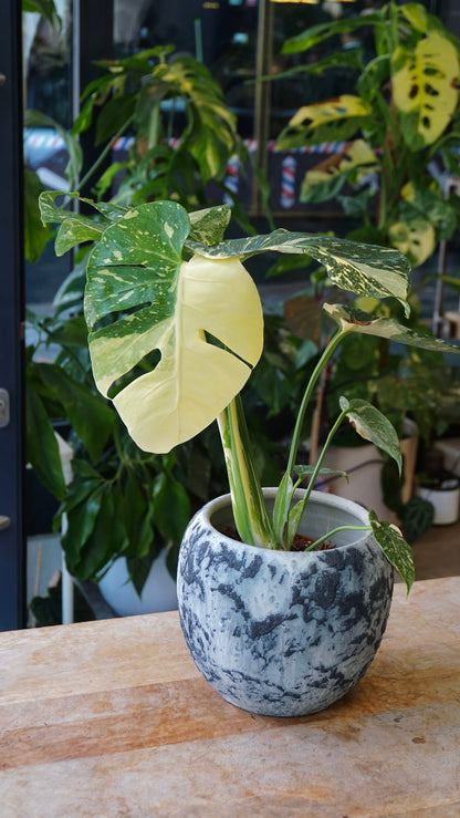 Monstera Thai Mutation