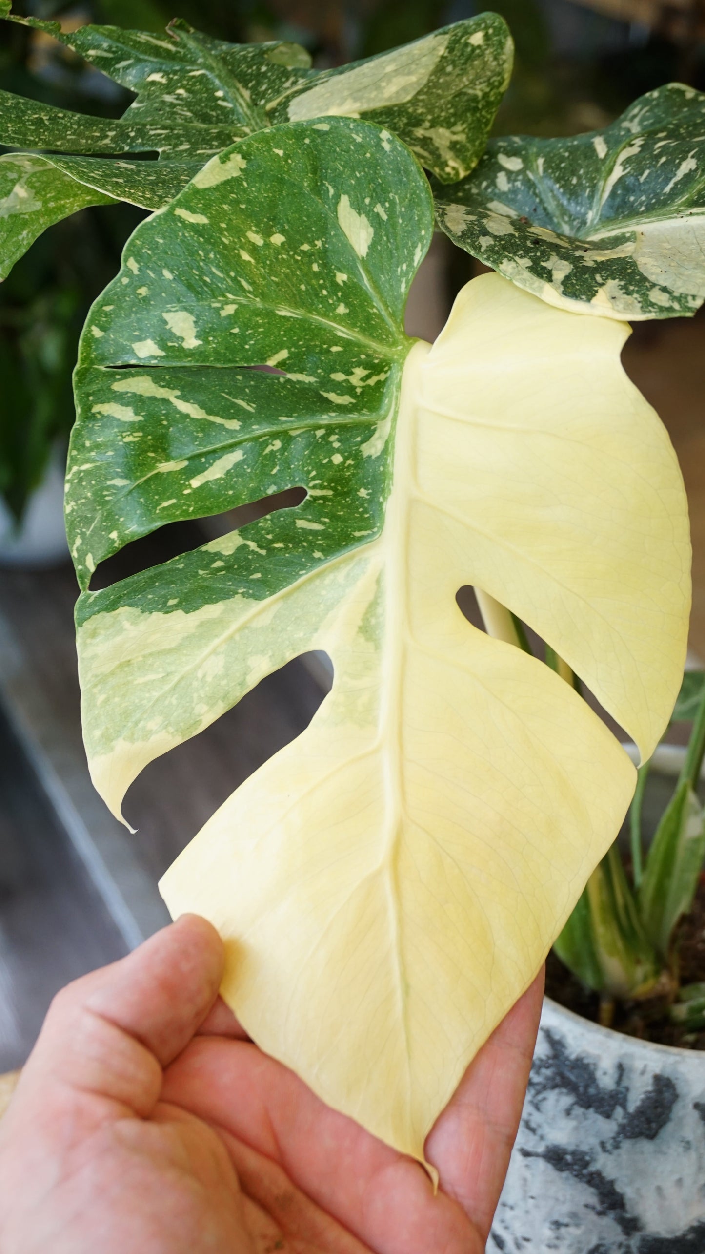 Monstera Thai Mutation