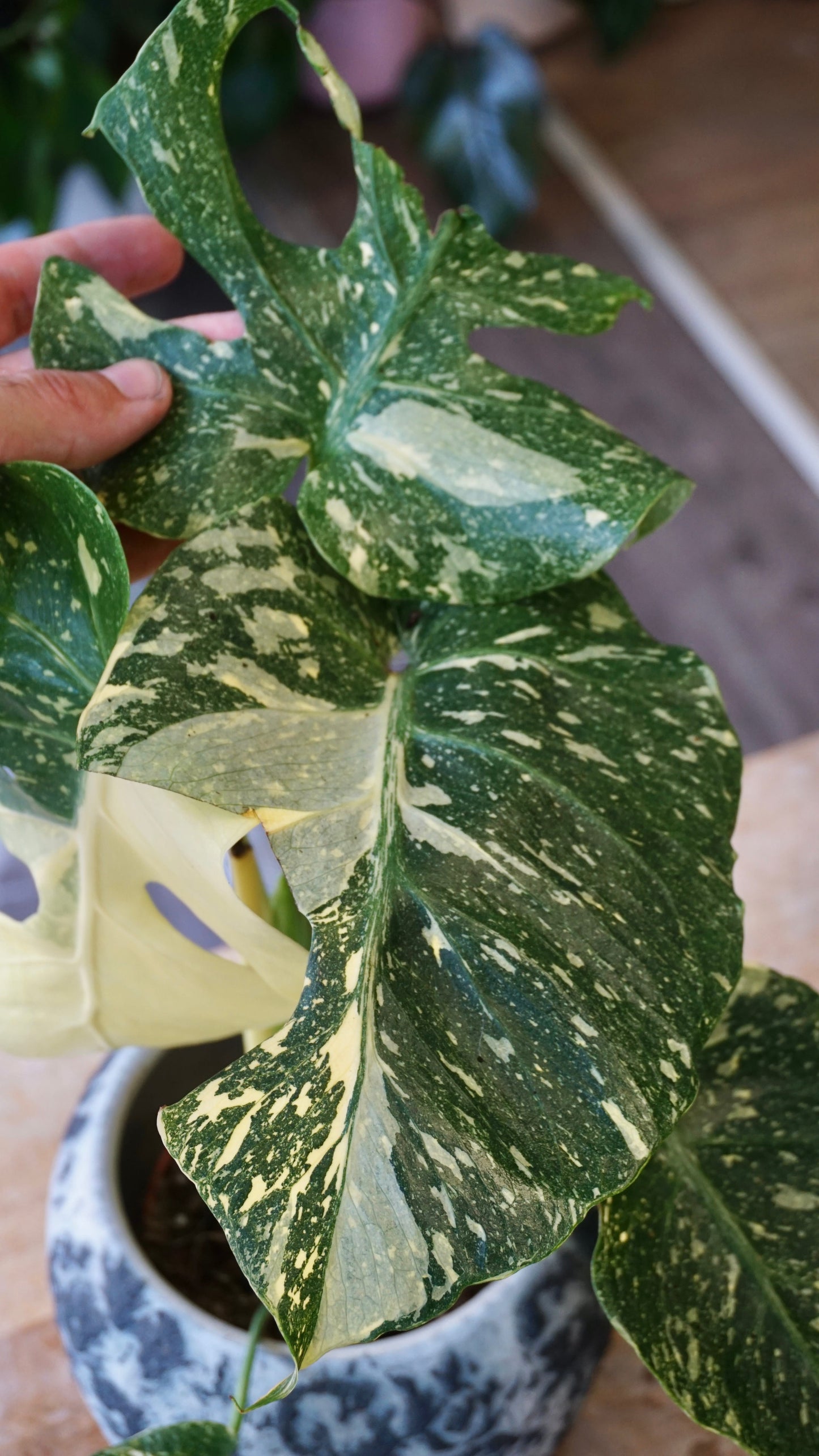 Monstera Thai Mutation