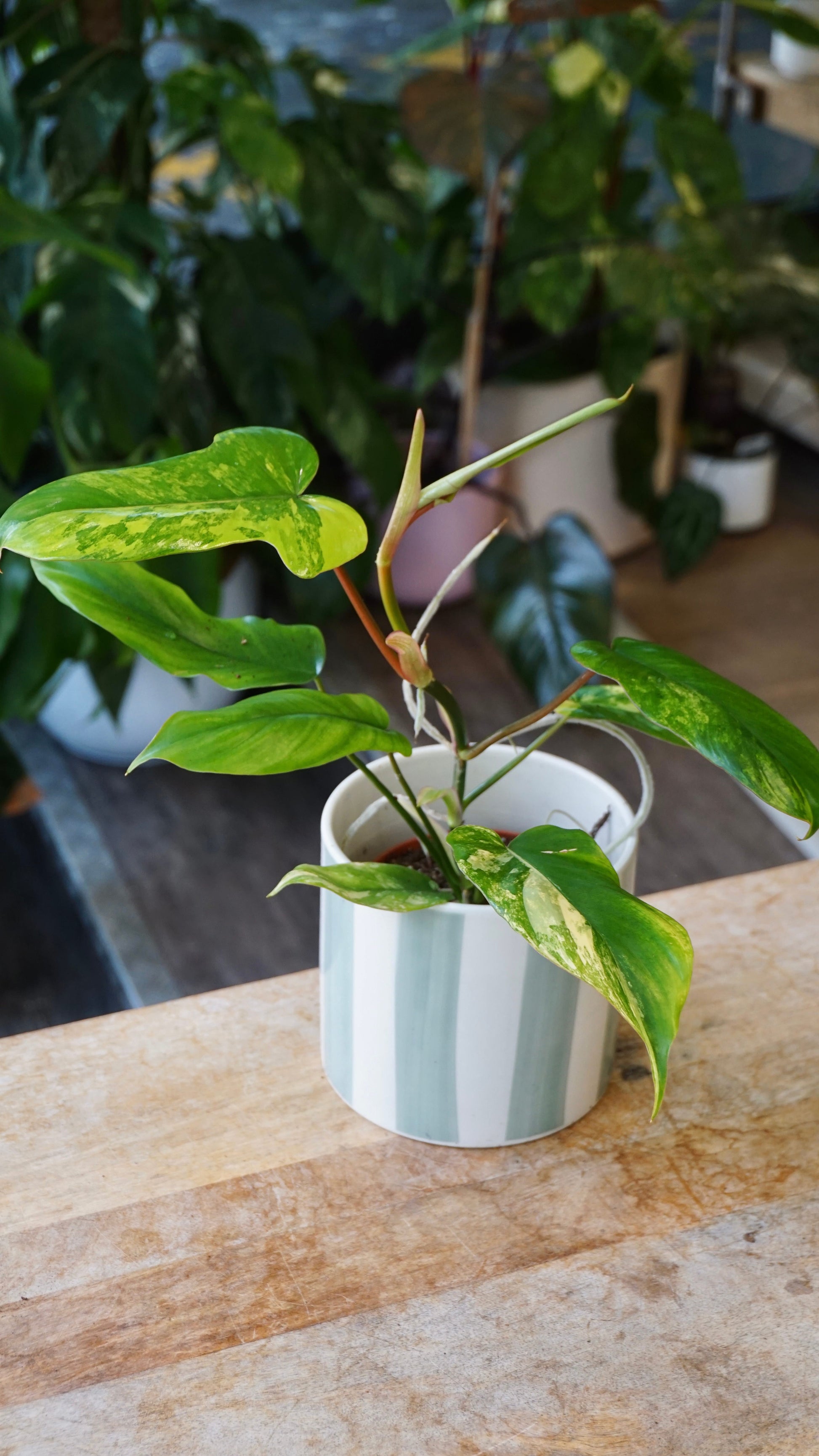 Philodendron Florida beauty x Paraiso Verde studio plantes rares jungle jardinerie strasbourg rare plant shop online pflanzen