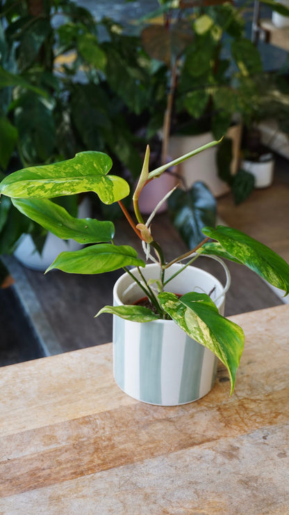 Philodendron Florida beauty x Paraiso Verde studio plantes rares jungle jardinerie strasbourg rare plant shop online pflanzen