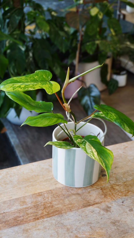 Philodendron Florida beauty x Paraiso Verde studio plantes rares jungle jardinerie strasbourg rare plant shop online pflanzen