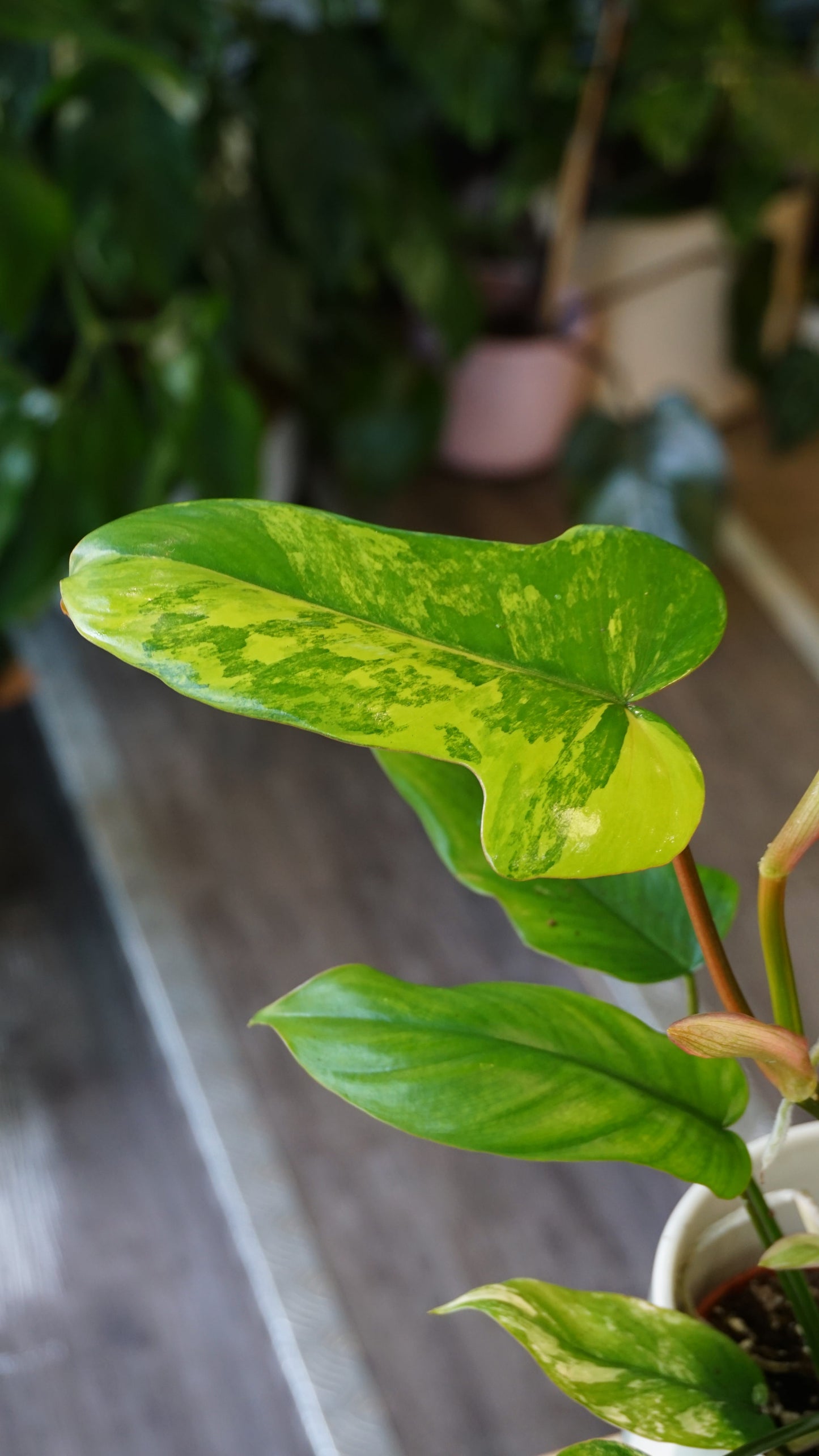 Philodendron Florida beauty x Paraiso Verde studio plantes rares jungle jardinerie strasbourg rare plant shop online pflanzen