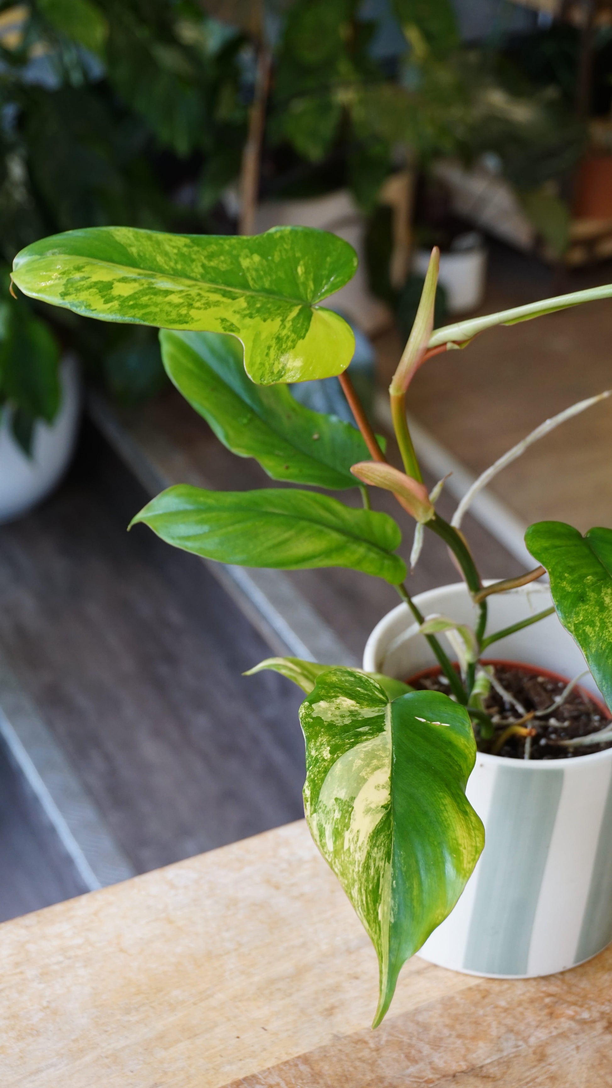 Philodendron Florida beauty x Paraiso Verde studio plantes rares jungle jardinerie strasbourg rare plant shop online pflanzen