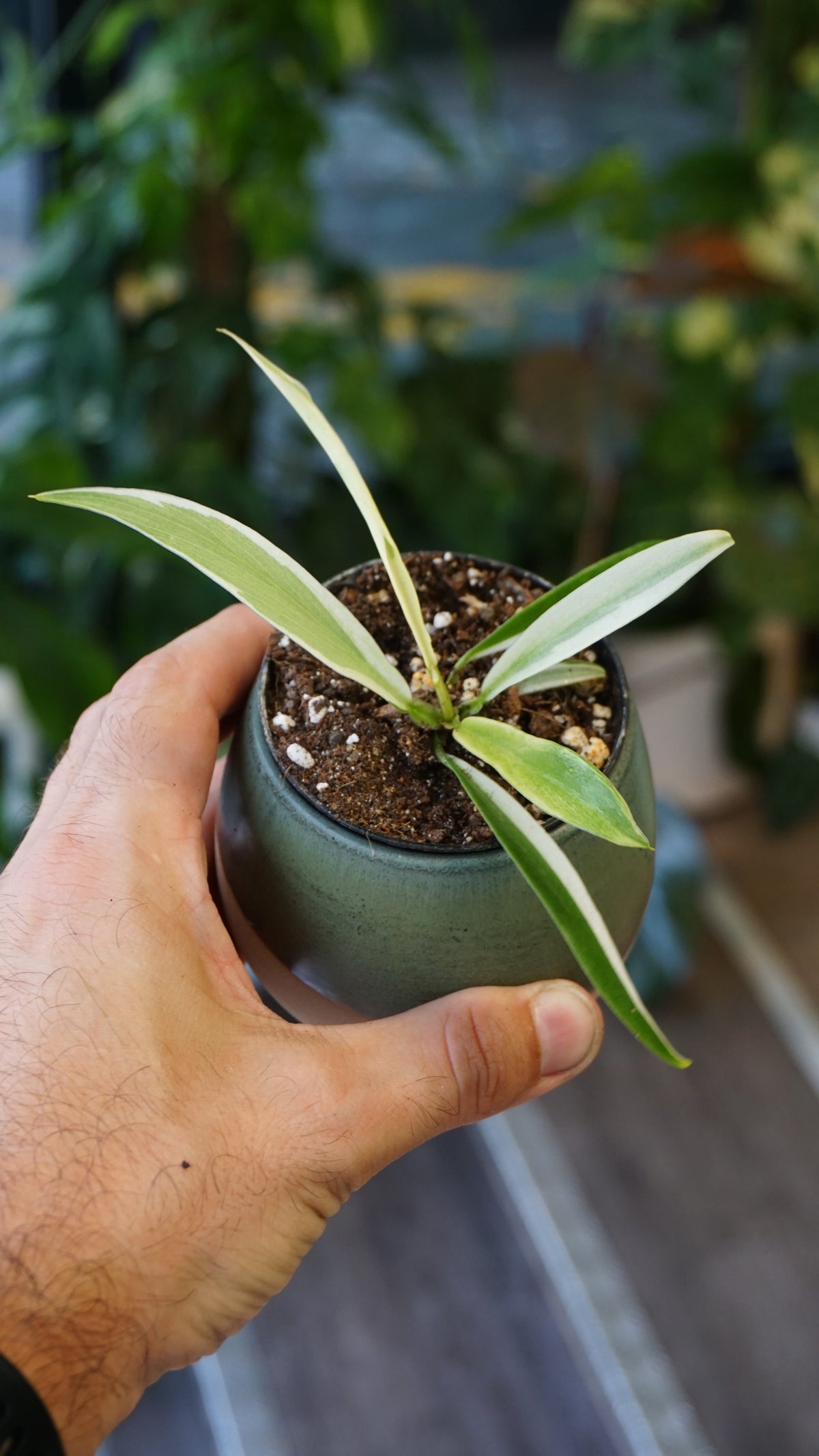 Philodendron tortum albo variegata