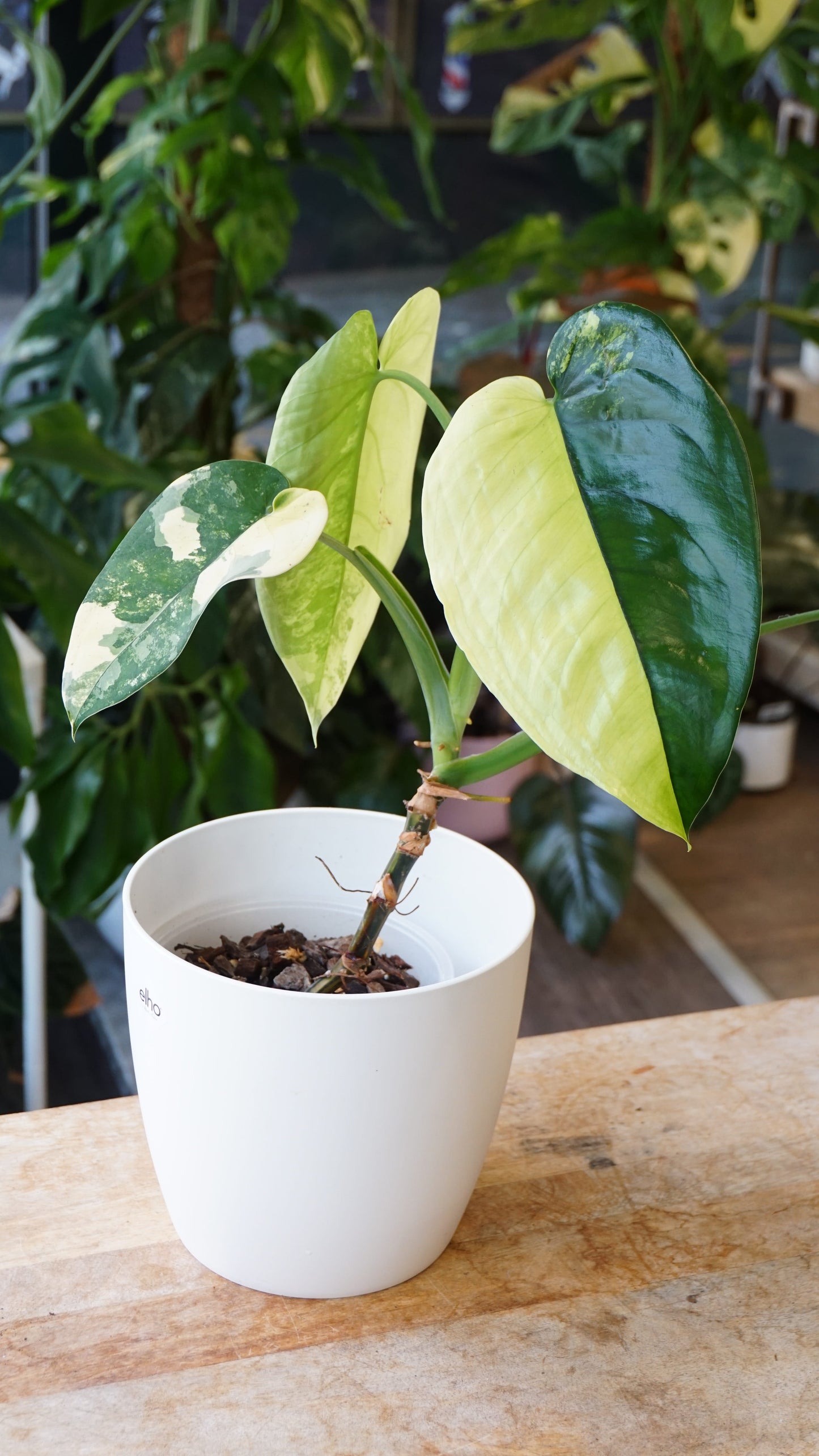 Syngonium Chiapense Albo Variegata studio plantes rares jungle jardinerie strasbourg rare plant shop online pflanzen