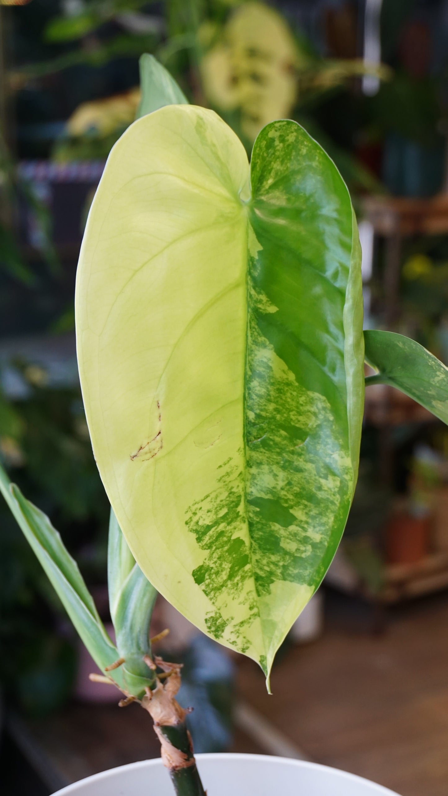Syngonium Chiapense Albo Variegata studio plantes rares jungle jardinerie strasbourg rare plant shop online pflanzen