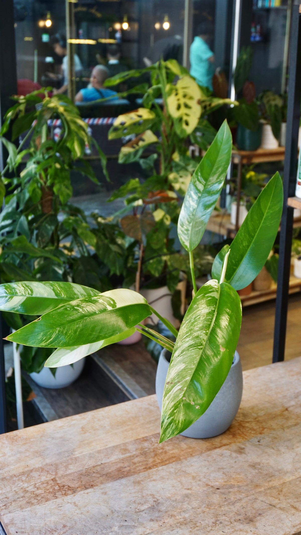Epipremnum Giganteum White Pearl epipremnum giganteum albo variegata studio plantes rares jungle jardinerie strasbourg rare plant shop online pflanzen