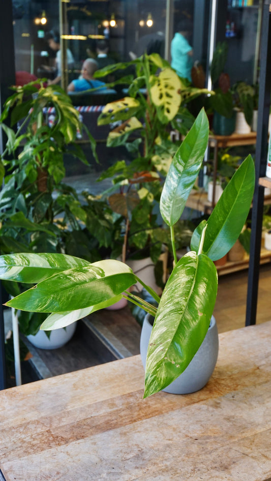 Epipremnum Giganteum White Pearl epipremnum giganteum albo variegata studio plantes rares jungle jardinerie strasbourg rare plant shop online pflanzen