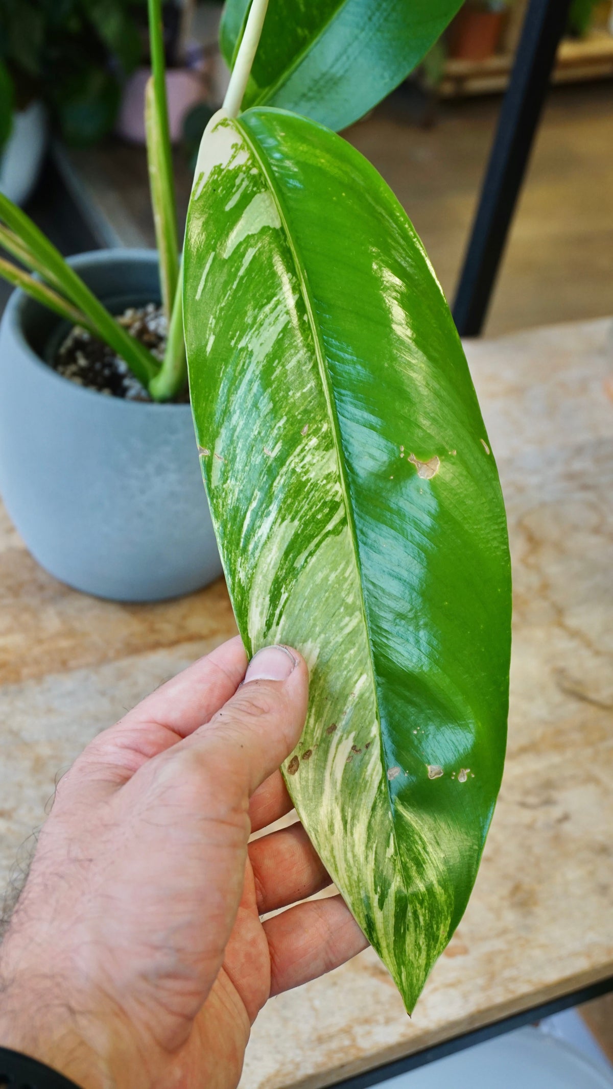 Epipremnum Giganteum White Pearl epipremnum giganteum albo variegata studio plantes rares jungle jardinerie strasbourg rare plant shop online pflanzen