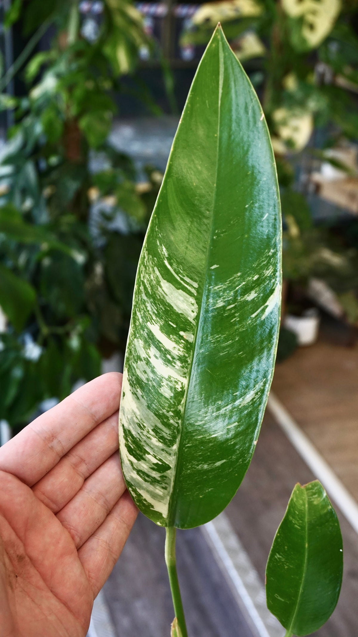 Epipremnum Giganteum White Pearl epipremnum giganteum albo variegata studio plantes rares jungle jardinerie strasbourg rare plant shop online pflanzen