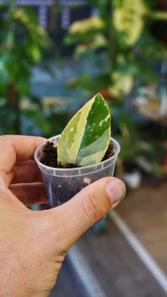 ZZ Variegata